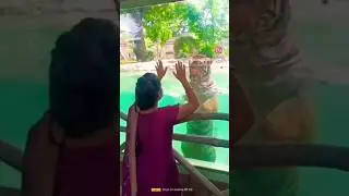 # Jaisvi Sahu # big and powerful tiger # rani baug , Mumbai zoo # Byculla zoo 🤗🥰