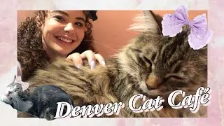 Lolita Meet at the Denver Cat Co. | Ros&eacute; For&ecirc;t