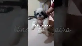 lovable puppies🐾🐶💖