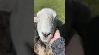 cute sheep face