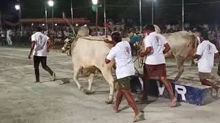 2019 bull race  won 1st prize in gannavaram(2)