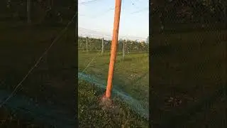 Smart Netting System for Bird Protection
