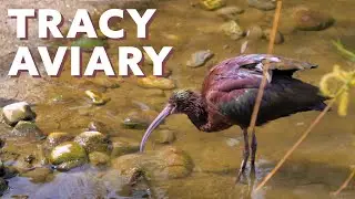 Tracy Aviary in Liberty Park [4K]
