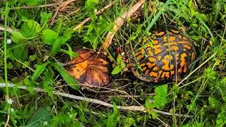 EASTERN BOX TURTLE BREEDING A TIVITY IN KENTUCKY 2020