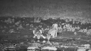 Lions: Two females walk by and drink something. Tau waterhole: Jan 13 2026,  3 AM SAST, explore.org