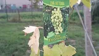 Csemegeszőlő Suli 2 rész,mikor és hogyan ültessük....🍇🍇🍇