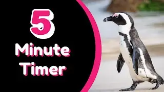 5 Minute Timer | Penguin Timer | Calming Timer