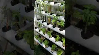 Apex Farming system update