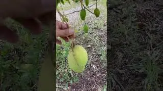 Mango lemon zest, ripening on the tree