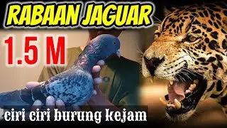 RABAAN MERPATI JAGUAR1.5M//KENWOOD//TAPAK BUDA//MERPATI LOVERS//MERPATI KOLONG MANIA//BANDAR PEGION