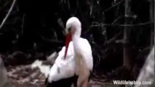 White Stork Behavior | White stork | Stork