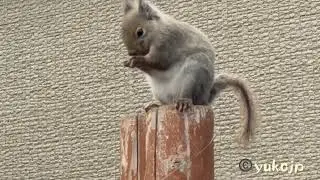 Bustling Japanese squirrel
