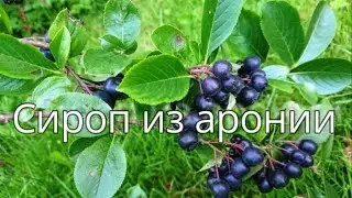 Как приготовить сироп из АРОНИИ или черноплодной рябины. Эп. №174