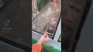 Teasing monkey with food pt.1