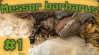 #1 Messor barbarus - Les oubli&eacute;es de mon &eacute;levage.