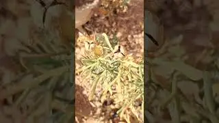 peganum harmala الحرمل