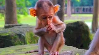 Adorable Tiny Baby Monkey Kendra & Mom Katrina