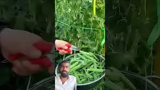 #agriculture #amazingfacts #farming #vegetables #amazing #hindi #best_veraity #seed #greenpiece