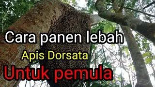 Cara panen lebah hutan odeng, tawon gung, dorsata || bagi pemula