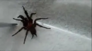 New Zealand Black Tunnel Web Spider