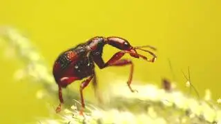 Macro video of Gorgeous weevil!!