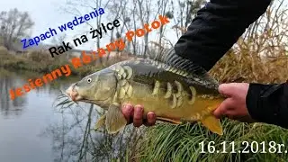 Karpie na łowisku 