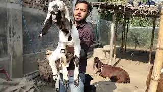 নানা নাতির খামার নাটোর সদর হয়বতপুর 01798982327