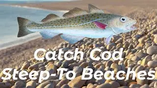 How To Catch Big Winter Cod From Steep To Beaches - Shore Fishing UK and Europe - Sea Fishing