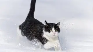 Cats First Time in Snow Compilation 2018 [NEW]