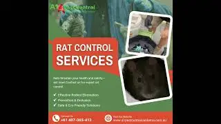 Rodents can bring diseases and destruction