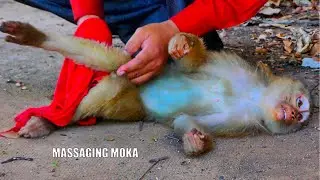 Massaging the p😂00r adult monkey MOKA for better health remove the numbness vessels & twitch muscles