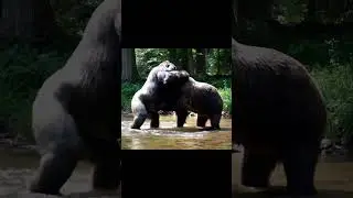Gorilla 🦍 vs Bear 🐻 &mdash; Brutal Strength Battle #Shorts
