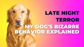 Late Night Terror My Dog's Bizarre Behavior Explained