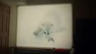White Wilderness - 1958