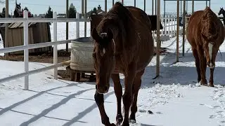 RANCHO EL 48 VLOG