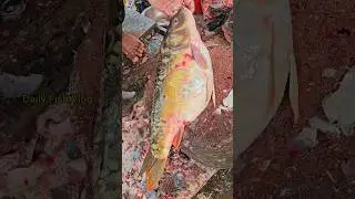 Incredible Giant Mirror Carp Fish Cutting With 2.5 Kg Huge Eggs 😱 #shorts