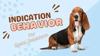 Indication behavior for scent detection