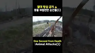 방심 금지 동물의 위험천만 순간 Near Death Animal Encounters 1 #animals #top5 #동물 #위험 #맹수