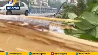 Trees Uprooted & Normal Life Affected | as Nor&rsquo;wester Storm Hits West Bengal