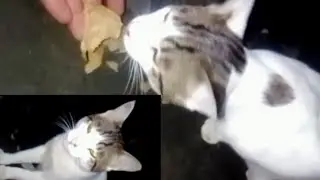 My best cute pye #cat so sweet eating time my right hand,|| #viralvideo | #catsvideos