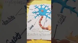 Structure of Neuron Made by Toseef From Class VIII #design #drawing #scienceexhibitionprojectclass