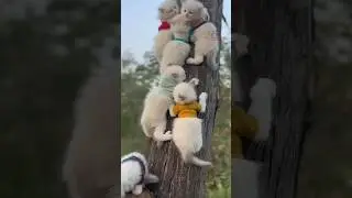 Kitten in the tree??? 🙀🌴🐈 | Cute Fluffy Pets
