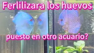 Fertilizaras los huevos puesto en otro acuario #discusbreeding