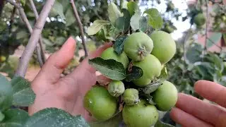 прореживание яблок
