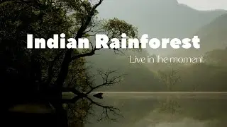 Deep Focus || Explore Indian 4K Forest Relaxing || Meditation || Focus Study and Concentration  💓💓💓.