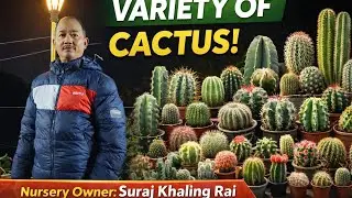 Walking Through My Rooftop Cactus Paradise