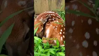 A man helps a deer that fell into the water.#animals #foryou