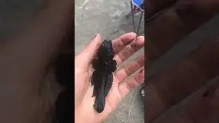 Caught a wierd black goby 🤨