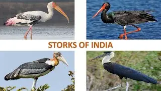 Storks of India 🇮🇳 | Birds | Indian Birds