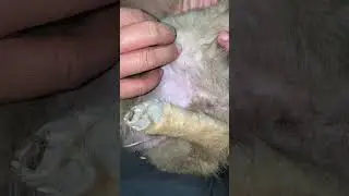 Fluffy Puppy So Adorable